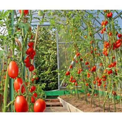 Gold Cherry Tomato Seeds - 30 Pcs image