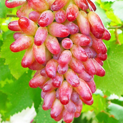 Gold Finger Grape Bonsai Fruit Seeds 10 Pcs image