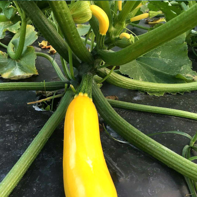 Gold Squash - 5 Pcs Seeds (Global) image