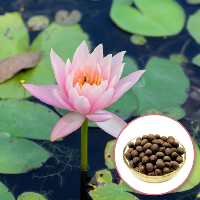 Good Quality Lotus Flowers Seeds All Season 5 Pices image