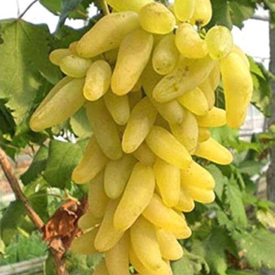 Grape Bonsai Gold Finger Seeds 10 Pcs image