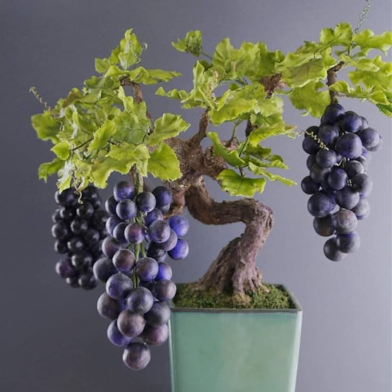 Grape Bonsai Seeds 20 Pcs image