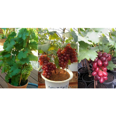 Grape Seeds As Picture Tree- 20 Pcs image
