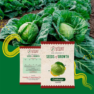 Green Cabbage F1 Hybrid Seeds image
