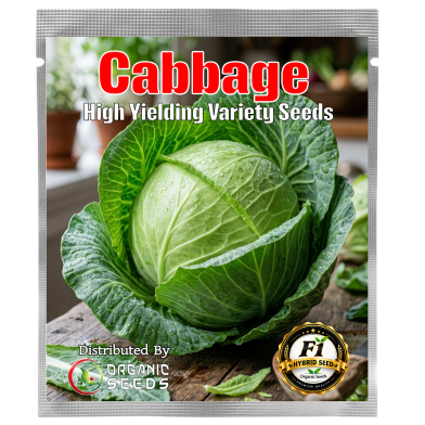 Organic Seeds Green Cabbage F1 Hybrid Seeds Intact Pack 0.25gm image