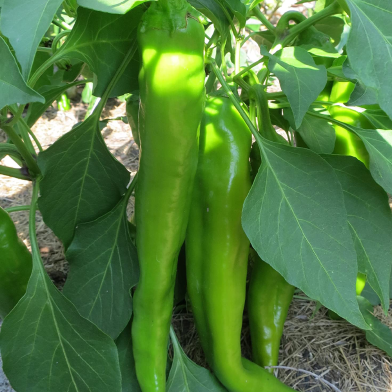 Green Chilly Seeds - 10 Pcs image