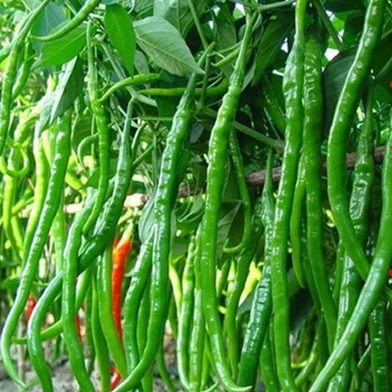 Green Chilly Seeds Bangladeshi - 90 Pcs image
