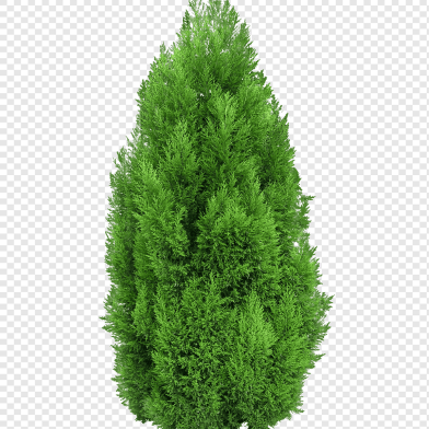 Green Cypress Tree Seeds - 10 Pcs image