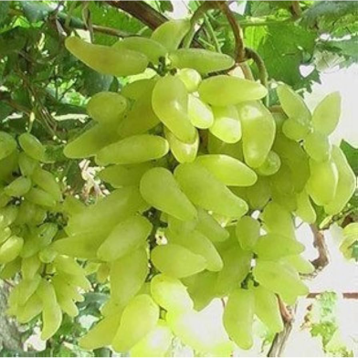 Green Grape - 15 Pcs Seeds image