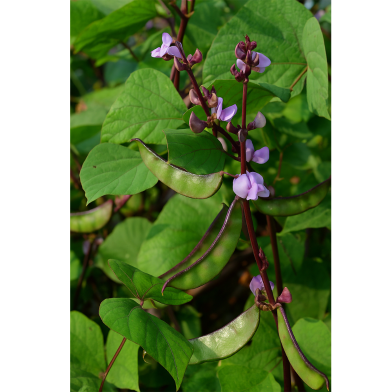 Grishmokalin Sheem Rupban image