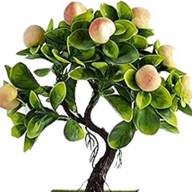Guava Bonsai Tropical Fruit Seeds 20 Pcs image