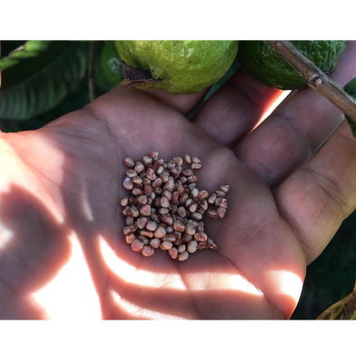 Guava Bonsai Tropical Fruit Seeds 50 Pcs image