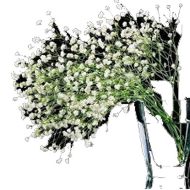 Gypsophila Paniculata Bonsai Flower Seeds 100 Pcs image