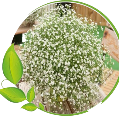 Gypsy Flower Seeds - 100 Pcs image