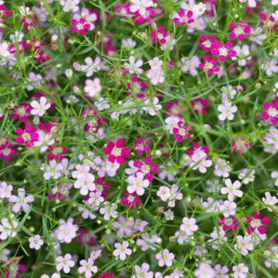 Gypsy flower Seeds Re-pack image