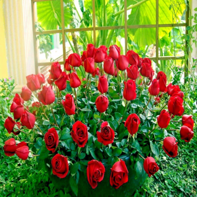 H Red Rose Home Flower Seeds ,Potted Belcuni -30 Pcs image