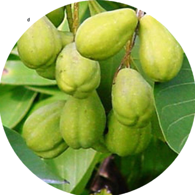 Haritoki Chrysanthemum Seeds - 10 Pcs image