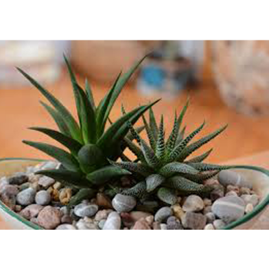 Haworthia Fasciata Aloe Seeds 10 Pcs image