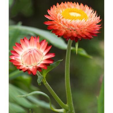 Helichrysuma Seed image