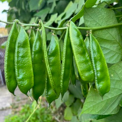 High Grade Bari-1 Sheem Beej image