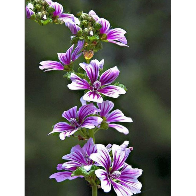 Hollyhock Seed image