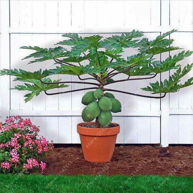 Hovey Papaya Bonsai Seeds 20 Pcs image