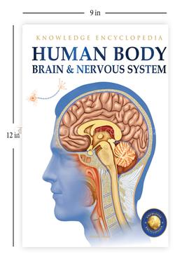 Human Body - Brain And Nervous System