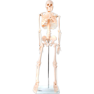 Human Skeleton Model 85cm XC-102 image