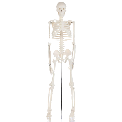 Human Skeleton Model For Anatomy Student - 34 Inches image