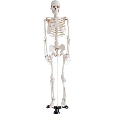 Human Skeleton Model for Anatomy Student image