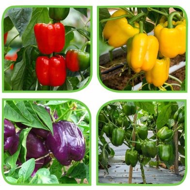 Hybrid Capsicum Seeds (Mixed Colors) - 20 Pcs image