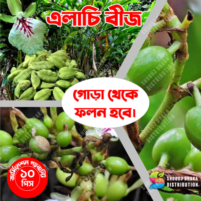 Hybrid Cardamom Seeds Elachi Imported image