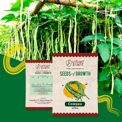 Hybrid Cowpea Seeds (Borboti) image