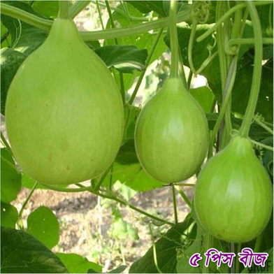 Hybrid F1 Bindu Lau Seeds Re-Pack (Thailand) - 5 Pcs image