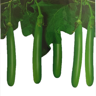 Hybrid (F1) Long Green Brinjal Seeds - 25 Plus image