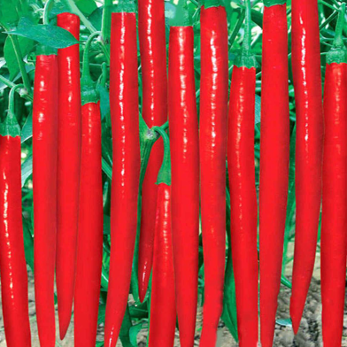 Hybrid F1 Long Red Chili - Chapai Kopai 45 Pcs Plus Seeds image
