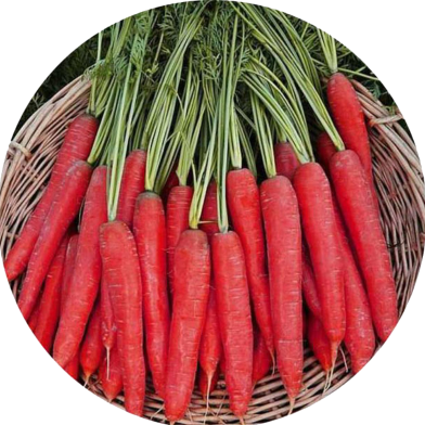Hybrid F1 Red Carrot 100 Pcs Seeds image
