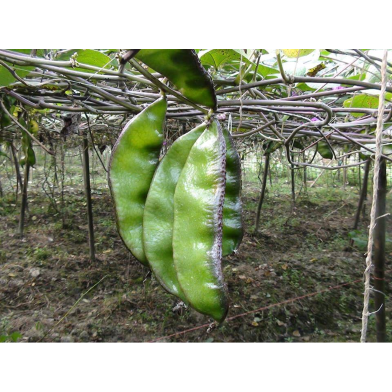 Goalgadda (Sheem) Bean Seeds Intact Pack-0.25 gm image
