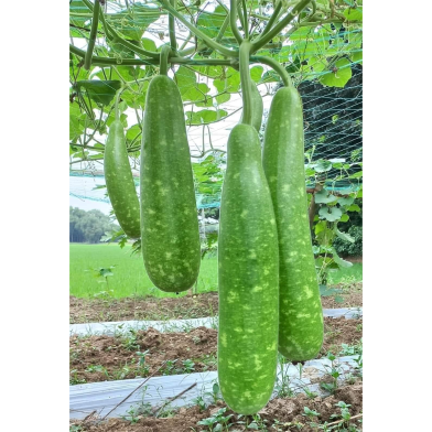 Hybrid Khet Lau Beej image