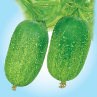 Hybrid Khira Beej image