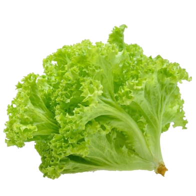 Hybrid Lettuce Seed For Roof Gardening 40 Pcs image