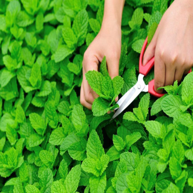 Hybrid Mint Pudina Seeds Re-Pack image