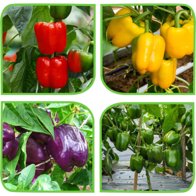 Hybrid Mix Capsicum Seeds image