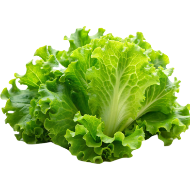 Hybrid Sobuj Letus Beej image