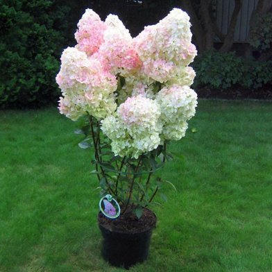 Hydrangea Bonsai Flower Seeds 5 Pcs image