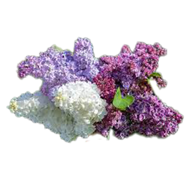 Hydrangea Vanilla Strawberry Seeds 10 Pcs image