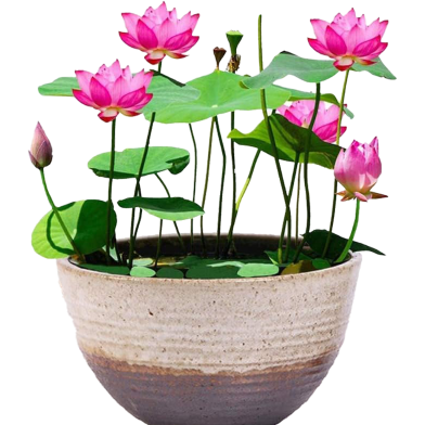Hydroponic Lotus Water Lily Seeds 5 Pcs image