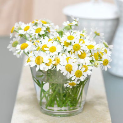 Imported Chamomile Flower Bonsai Seeds - 20 Pcs image