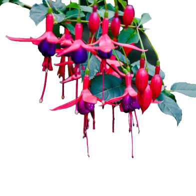 Imported Fuchsia Flower Bonsai - 20 Pcs Seeds image