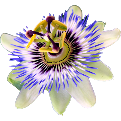 Imported Global Passion Flower -5 5 Pcs Seeds image